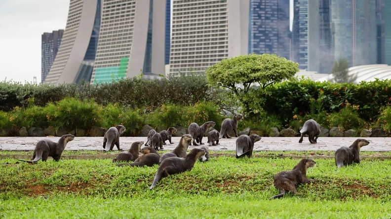 A bevy of smooth-coated Otters, Gardens by the Bay, Singapore